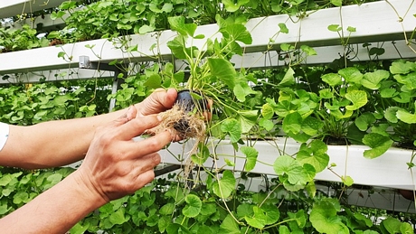 Anh Võ Thanh Beo có thể khống chế được vị đắng của rau má thông qua chế độ dinh dưỡng do anh cung cấp cho cây trong quá trình chăm sóc. Ảnh: Huỳnh Xây