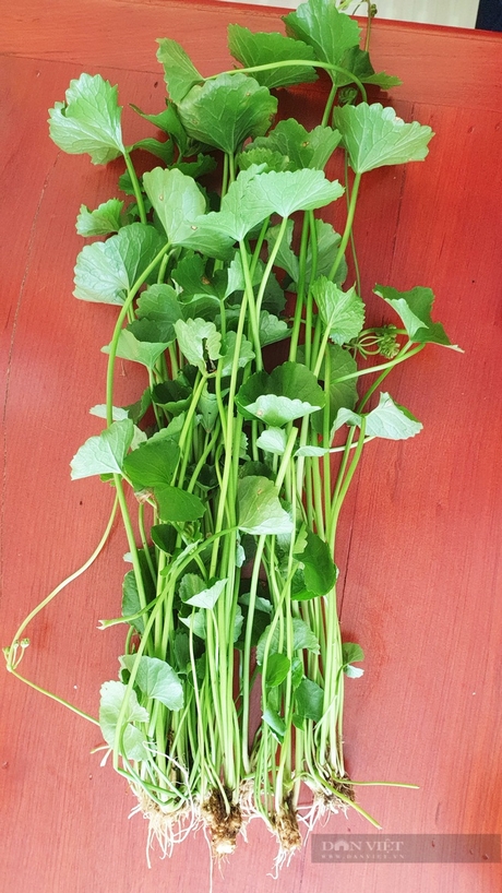 Theo anh Võ Thanh Beo, rau má thủy canh của anh trồng có độ giòn hơn rau má trồng tự nhiên trên đất vườn. Ảnh: Huỳnh Xây