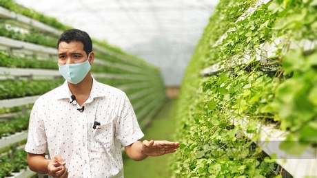 Theo anh Võ Thanh Beo, anh là người đầu tiên ở Việt Nam mạnh dạn đầu tư làm mô hình trồng rau má thủy canh và mang lại hiệu quả bất ngờ. Ảnh: Huỳnh Xây