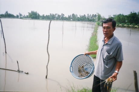 Ngoài xả lũ lấy phù sa, nông dân Vĩnh Long còn triển khai nuôi trồng, khai thác thủy sản trong mùa nước nổi. Trong ảnh: Nuôi tôm trên ruộng nước xả lũ.