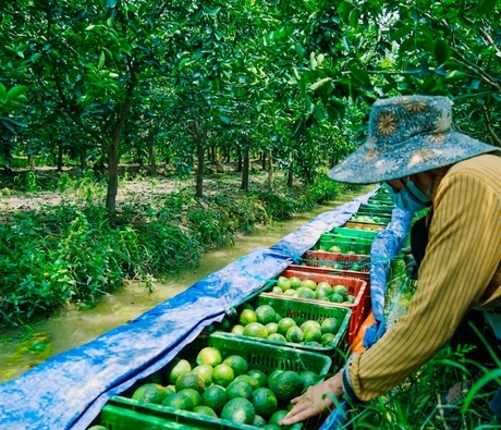 Dự án góp phần thay đổi hành vi, thói quen của người nông dân trong việc canh tác cam sành.