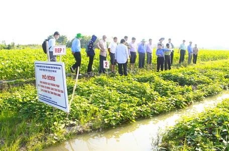 Các đại biểu tham qua mô hình tại ruộng khoai lang.