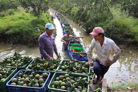 HTX Phương thúy phải hái cam xanh bán kèm cam chín.