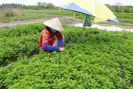 Giá rau giảm khiến nông dân lo lắng thua lỗ.