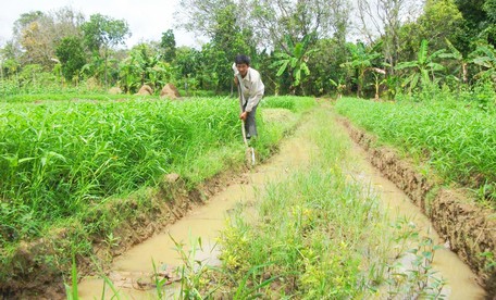 Hội Nông dân TP Vĩnh Long đang tiếp tục tổ chức mở rộng các hoạt động dịch vụ, tư vấn hỗ trợ nông dân.