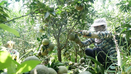 Chi phí đầu tư tăng trong khi giá cam sành giảm đã khiến nhà vườn gặp khó.