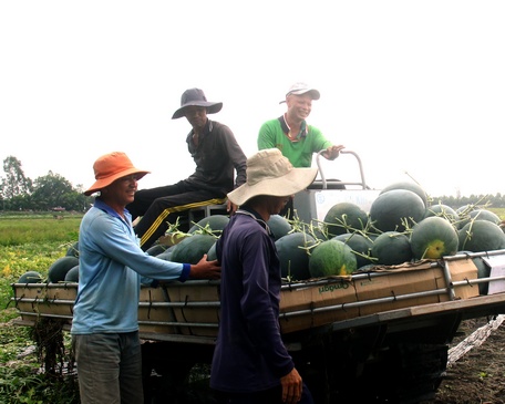 Giá trị thu hoạch trên một đơn vị diện tích trồng trọt và nuôi trồng thủy sản năm 2022 đạt 357 triệu đồng/ha/năm.