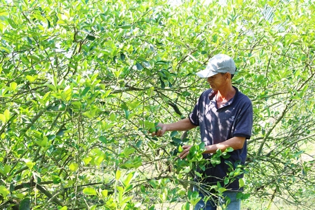 Mô hình trồng chanh không hạt đem lại lợi nhuận khá cho nông dân.