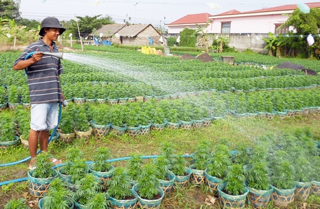 Trồng hoa, kiểng cho thị trường Tết cần đề phòng mưa trái mùa gây hại.