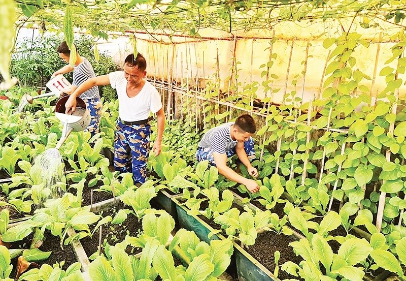 Bộ đội đảo An Bang, thuộc huyện đảo Trường Sa, tỉnh Khánh Hòa chăm sóc vườn rau xanh.