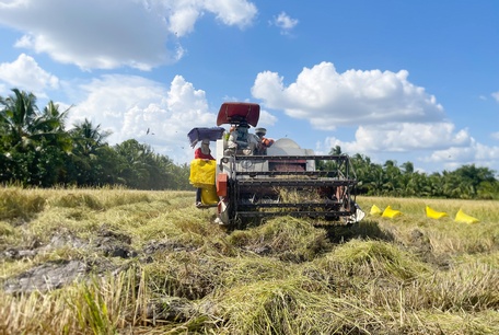 Mưa nhiều nên một số diện tích lúa Hè Thu bị ảnh hưởng, thu hoạch khó hơn.