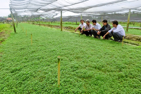 Vùng chuyên canh cải xà lách xoong ở xã Thuận An, TX Bình Minh giúp nông dân thu nhập cao.