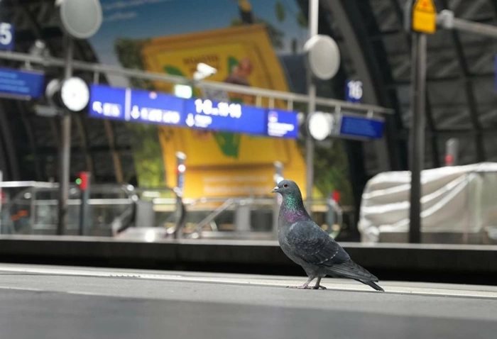 Đức cảnh báo về nguy cơ đại dịch cúm gia cầm lây lan