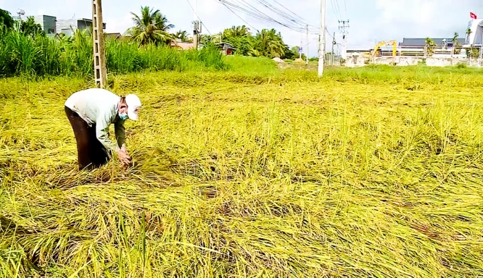 Nguy cơ mất mùa do ảnh hưởng triều cường, mưa lớn