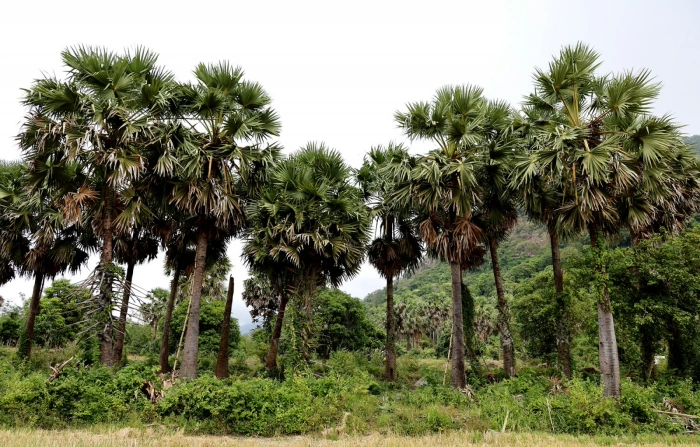 Mùa nấu đường thốt nốt của đồng bào Khmer