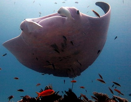 Cá đuối màu hồng kỳ lạ tại vùng biển Úc - Ảnh: ABC