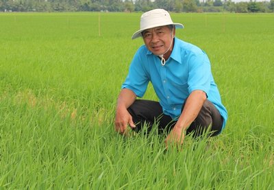 Ông Phạm Văn Long (ấp An Phú A, xã Long An- Long Hồ) nông dân sản xuất giỏi- lai tạo giống lúa chất lượng cao.