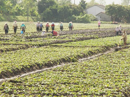 Người dân ở các “xã khoai” đang khẩn trương trồng khoai lang vụ mới