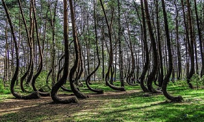 Các thân cây trong rừng con đều uốn theo góc 90 độ trước khi mọc thẳng đứng. Ảnh: whenonearth.