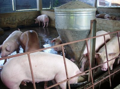 Cơ sở đạt VietGAP phải đáp ứng nhiều quy trình chăn nuôi an toàn.