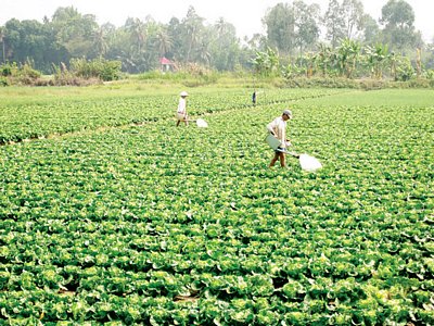 Nông dân trồng khoai lang xuất khẩu ở Vĩnh Long cần HTX kiểu mới đủ mạnh để tránh rớt giá