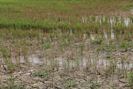 Ảnh hưởng của khô hạn và mặn xâm nhập khiến nhiều hécta lúa ở Trà Vinh bị chết. (Ảnh minh họa. Nguồn: Huy Hoàng/TTXVN).