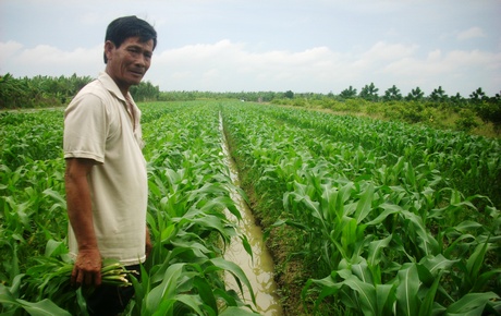 Trà Ôn chuyển đổi nhiều diện tích trồng lúa kém hiệu quả sang trồng bắp lai.
