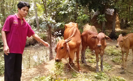 Vũng Liêm đang tập trung phát triển đàn bò, góp phần nâng cao thu nhập người dân.