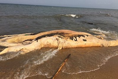 Xác cá voi trôi dạt vào bờ biển Quảng Bình nặng gần 5 tấn và dài hơn 10m