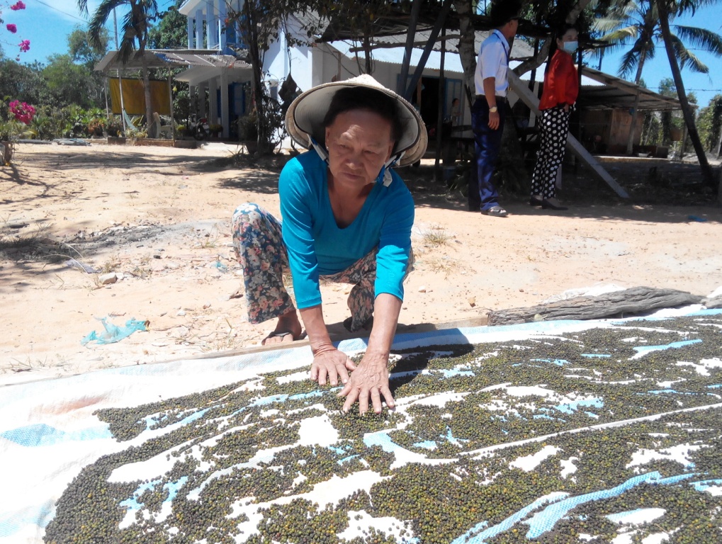 Do cây tiêu thiếu nước, chêt khô... nên bà Nguyễn Thị Hoa cũng như nhiều hộ dân khác buộc phải thu hoạch rồi mang đi phơi nắng như thế này