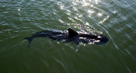 Thiết bị không người lái dưới nước với hình dạng cá mập được sử dụng cho mục đích trinh thám. (Ảnh: SPUTNIK)