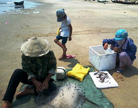 Những ngày qua, rất nhiều người dân ở Quảng Bình đã đi thu gom cá chết, bắt cá lờ đờ về bán cho thương lái