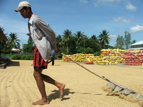 Gạo Việt sẽ có mặt ở thị trường Châu Âu nếu nông dân và doanh nghiệp cùng liên kết sản xuất sản phẩm sạch (ảnh chụp ở ĐBSCL). Ảnh: HÀ VĨNH THÁI (TP Cần Thơ)