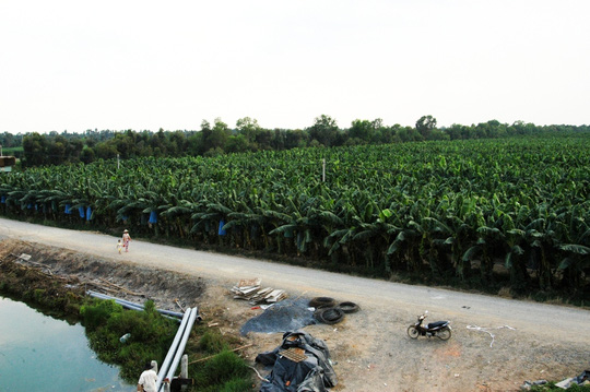 Toàn cảnh vườn chuối hàng bạt ngàn của ông Huy ở xã Mỹ Bình, huyện Đức Huệ, Long An