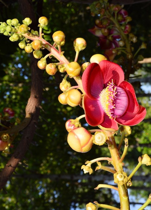 Chia Sẻ Ý Nghĩa Linh Thiêng Về Loài Hoa Sala 99 Hình Ảnh Đẹp