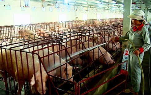 Nhiều hộ dân tăng đàn nuôi lợn bất chấp rủi ro thừa nguồn cung, giá lợn giảm .