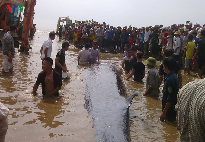 Con cá voi mắc cạn ở bãi biển Diễn Châu, Nghệ An đã được ngư dân tại đây ứng cứu.