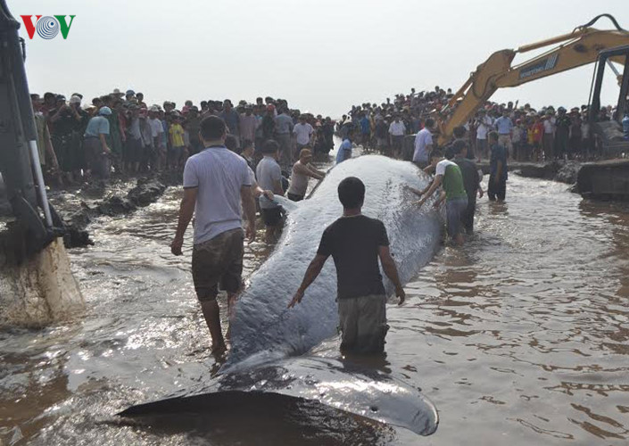 Hiện con cá voi vẫn đang mắc cạn và chờ thuỷ triều lên mới có thể đưa con cá voi này về với biển được