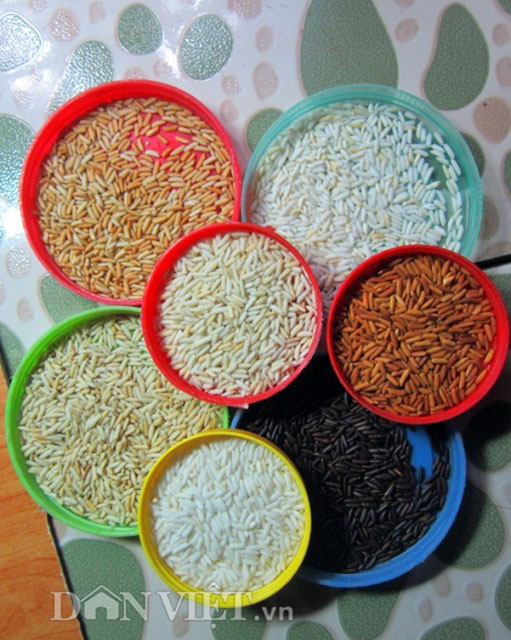 Những hạt gạo sau khi rang có gam màu khác nhau nhưng vẫn mang nét đẹp mộc mạc, chân quê là nguyên liệu để phối màu 