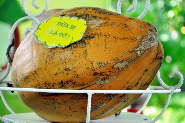 Trái dừa khổng lồ nặng 12kg