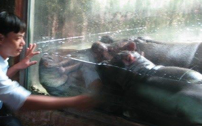 Một đại gia Việt có thú chăn hổ, nuôi hà mã tốn kém bạc tỷ