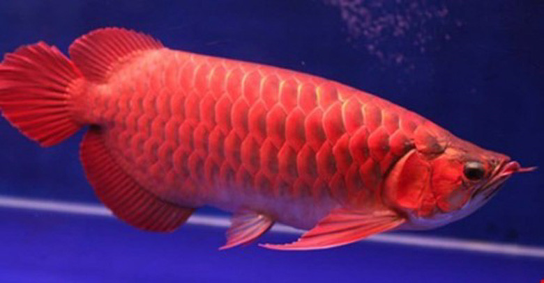 Thú chơi cá cảnh tiền tỷ của một đại gia Hà Thành, trong đó có nhiều loại cá quy siêu đắt đỏ như huyết long, kim long, huyết rồng…