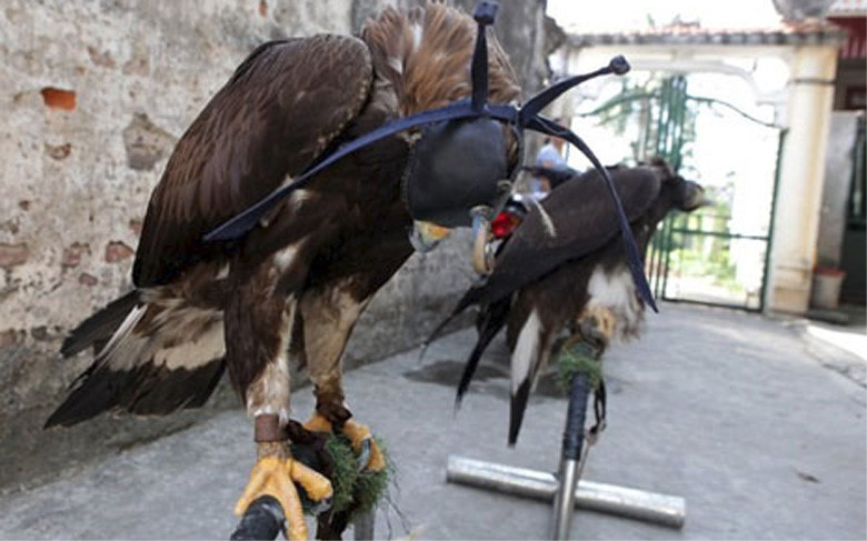 Đại bàng vàng Mông Cổ có tên khoa học là Golden Eagle, khi nhập từ Slovenia về Việt Nam với đầy đủ giấy tờ có giá khoảng 10.000 USD/con (hơn 223 triệu đồng)