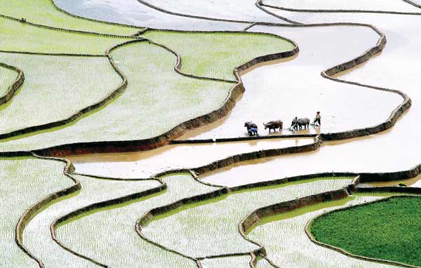 Để lấy được nước vào ruộng, bà con dân tộc Mông, Dao… thường tận dụng những cơn mưa đầu mùa