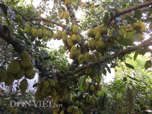 Ở thời điểm hiện tại của vụ năm nay thì số lượng trái mà cây mít đã ra trái lên gần 500 quả, với trọng lượng từ 0,5- 1kg /trái.