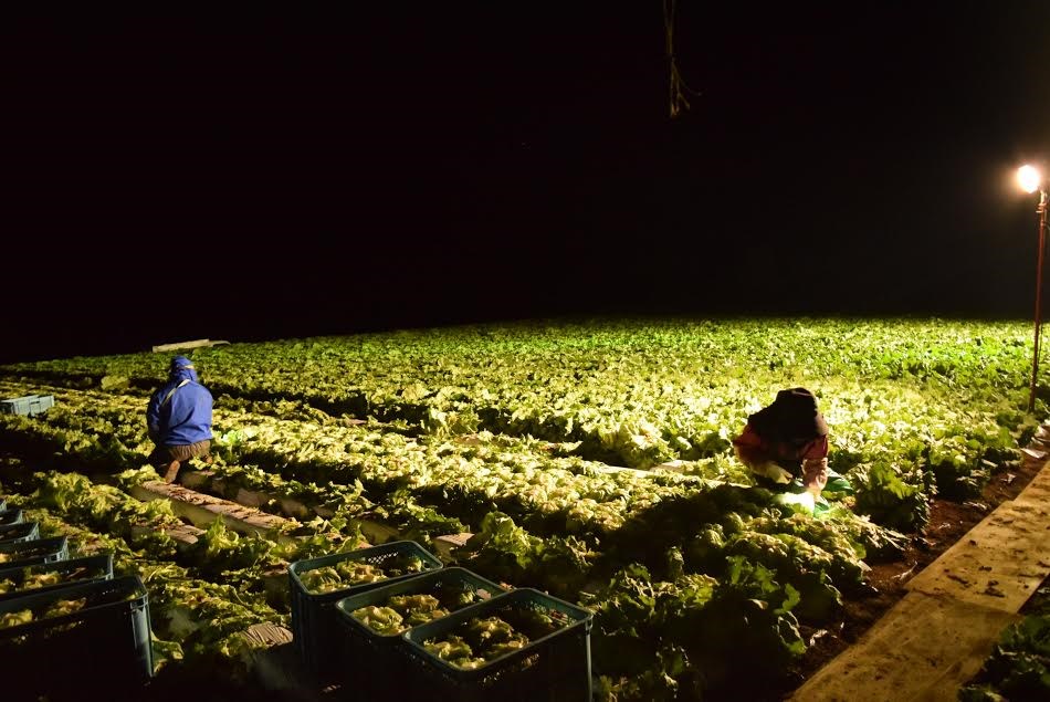 Rau xà lách được thu hoạch vào lúc 3 giờ sáng. (Ảnh: Nguyễn Tuyến-Gia Quân/Vietnam+)