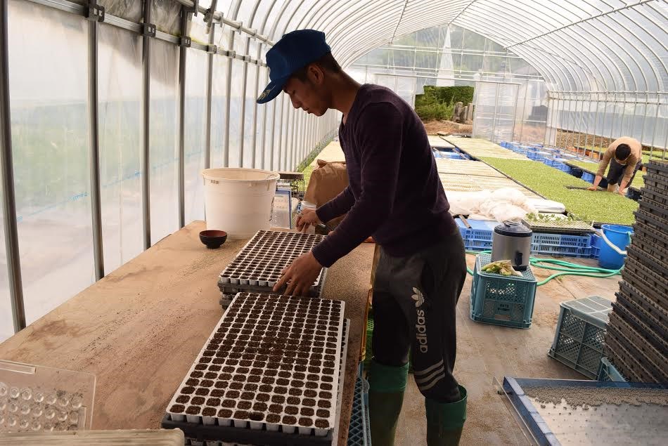 Thực tập sinh Việt Nam làm việc tại vườn ươm trồng xà lách. (Ảnh: Nguyễn Tuyến-Gia Quân/Vietnam+)