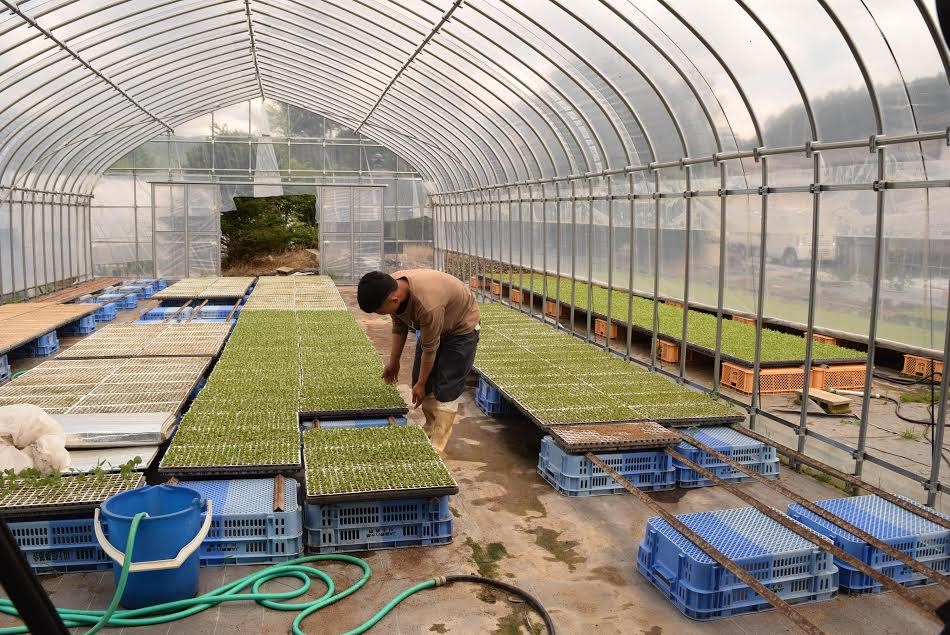 Thực tập sinh Việt Nam làm việc tại vườn ươm trồng xà lách. (Ảnh: Nguyễn Tuyến-Gia Quân/Vietnam+)