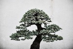 Chiêm ngưỡng những chậu cây bonsai tuyệt đẹp trên thế giới