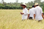 Phát triển các giống lúa chịu hạn, mặn
